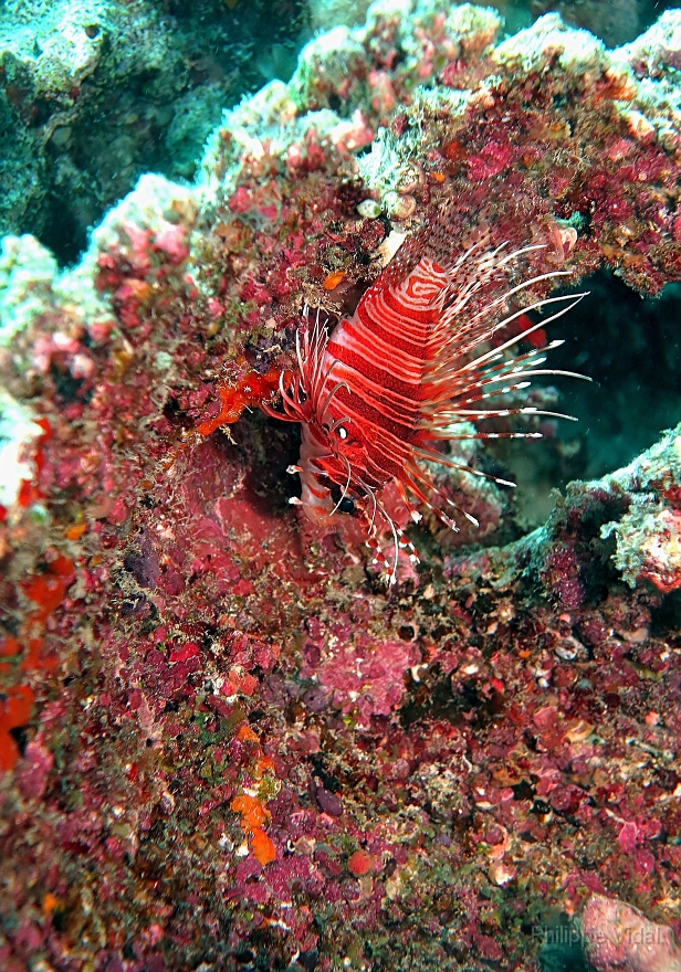 Velidhu - 2013_03_11 - IMG_0518rf_Laffe cornu ou poisson diale ou pterois a antennes - Pterois antennata_Kuda giri_Plongee.jpg